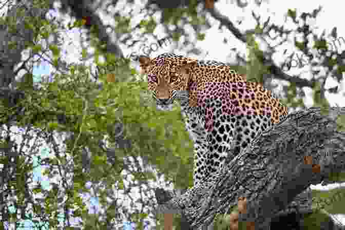 A Majestic Leopard Resting On A Rock In Yala National Park, Surrounded By Dense Vegetation Unbelievable Pictures And Facts About Sri Lanka