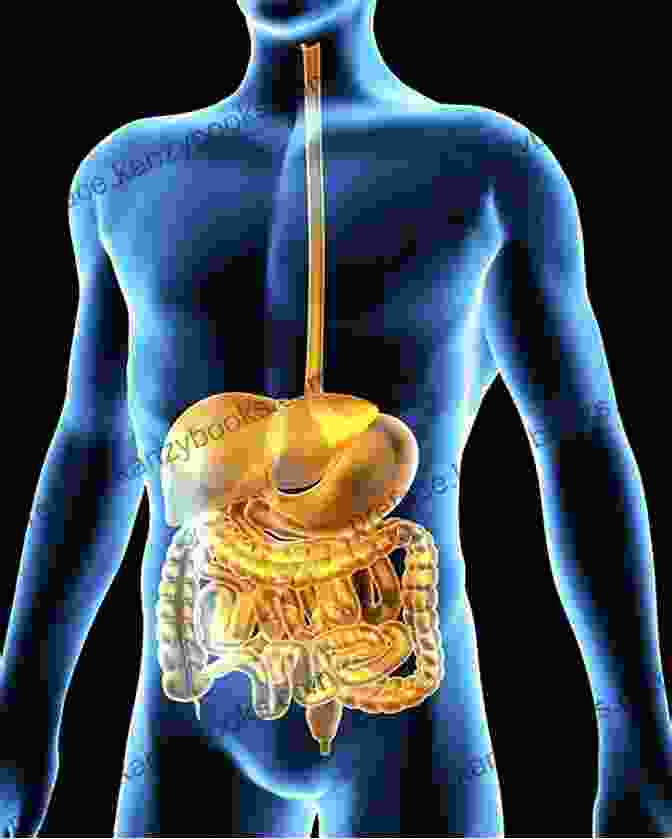 Anatomical Illustration Of The Human Digestive System Fanciful Cloth Dolls: From Tip Of The Nose To Curly Toes: Step By Step Visual Guide