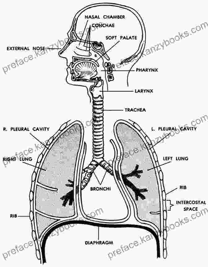 Anatomical Illustration Of The Human Respiratory System Fanciful Cloth Dolls: From Tip Of The Nose To Curly Toes: Step By Step Visual Guide