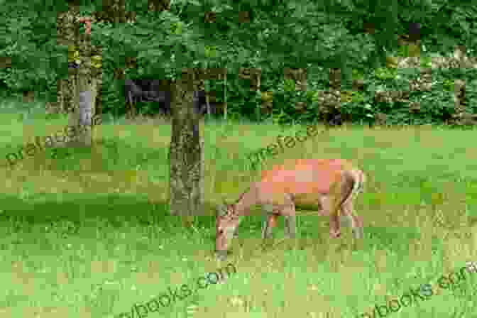 Deer Grazing In A Meadow, Illustrating Their Feeding Habits The Deer Hunting Book: Short Stories For Young Hunters