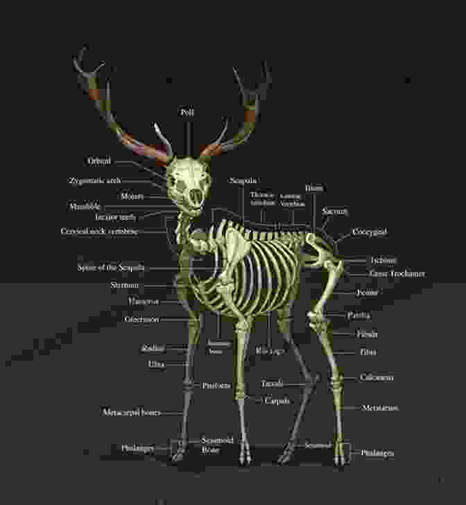 Diagram Of Deer Anatomy, Showing Skeletal Structure, Muscles, And Organs The Deer Hunting Book: Short Stories For Young Hunters