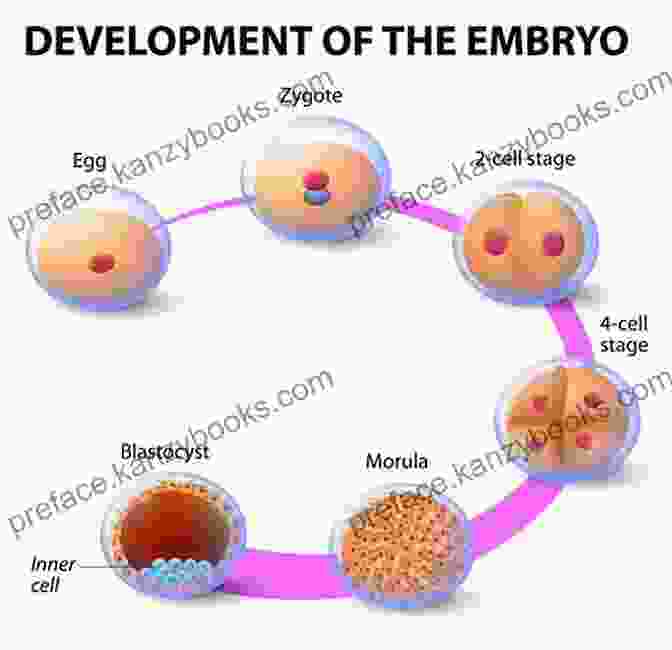 Fertilized Egg (Zygote) Primal Health: Understanding The Critical Period Between Conception And The First Birthday